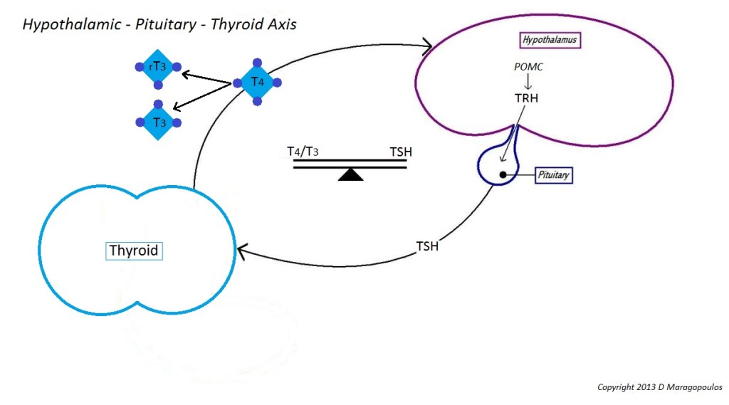 image of hypothalamic pituitary and thyroid axis function