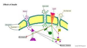 Insulin_Receptor_comp