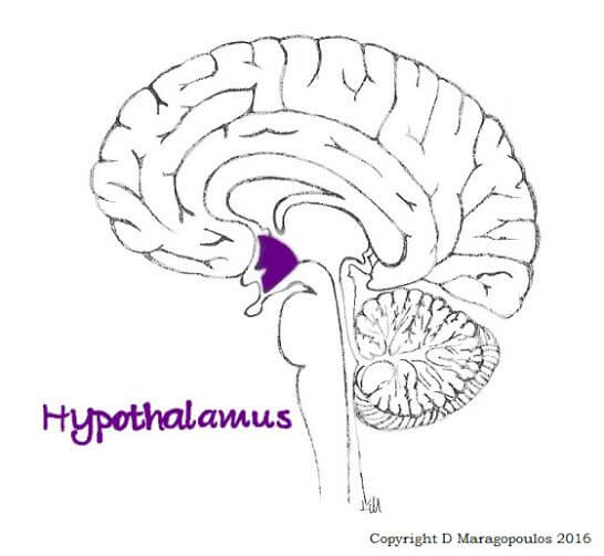 hypothalamus