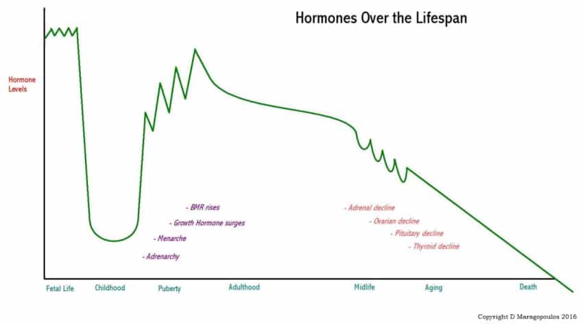 hormones over the lifespan graph