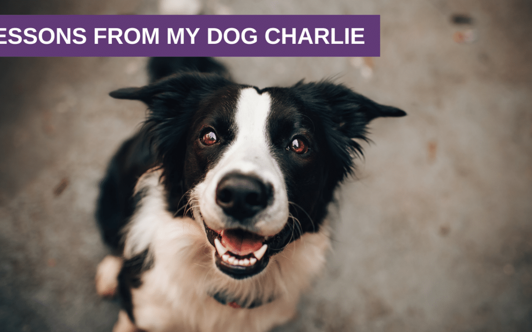 Lessons from my Dog Charlie