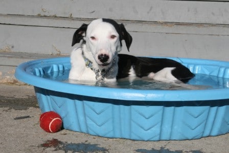 Charlie the dog in water