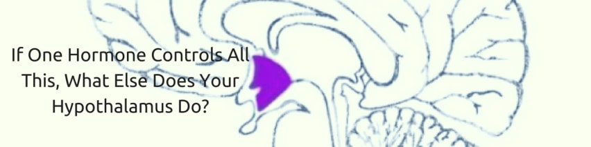 If-one-hormone-controls-all-this-what-else-does-your-hypothalamus-do-1