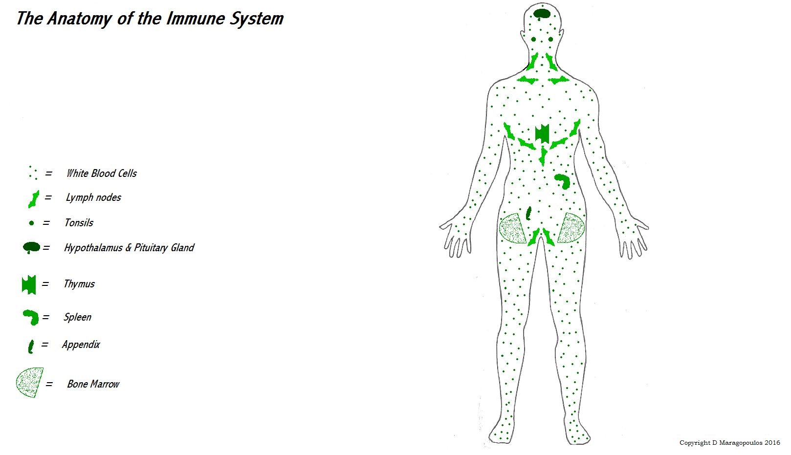 immune system diagram