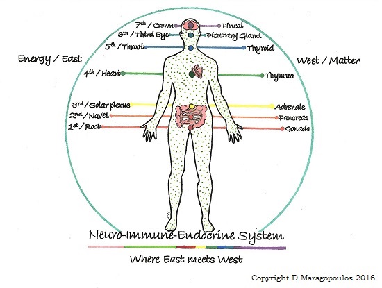 immune system diagram