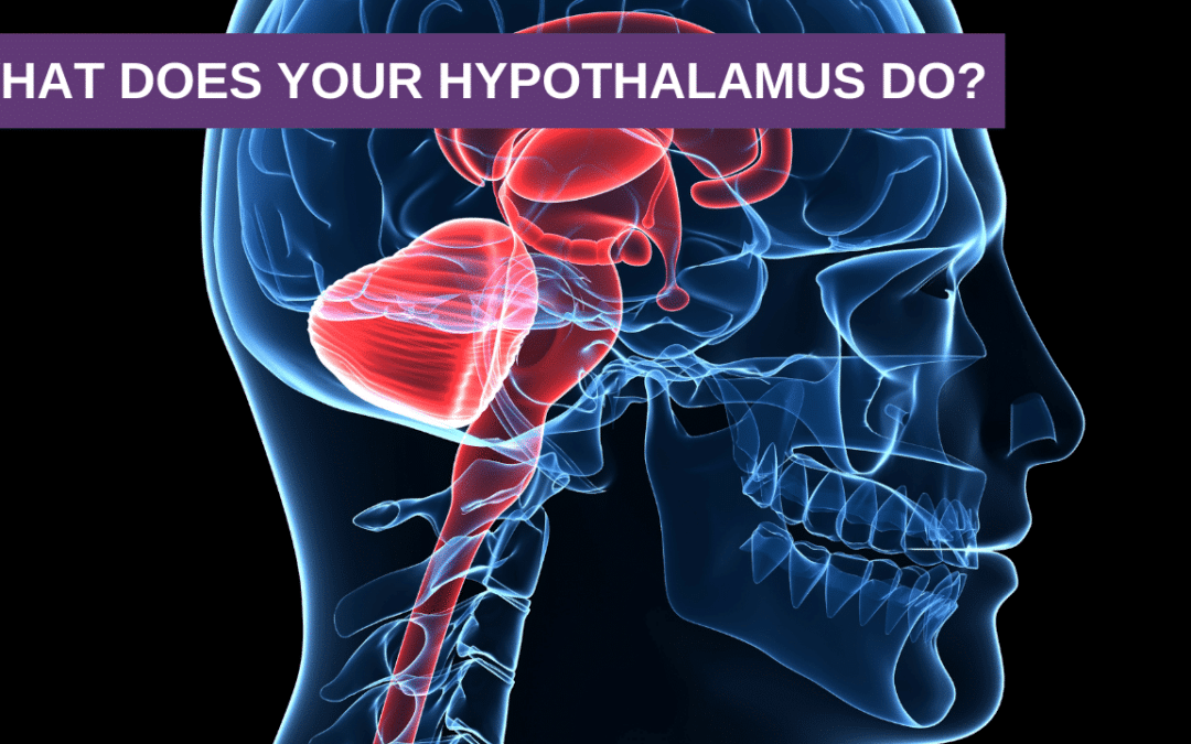 What does your hypothalamus do?