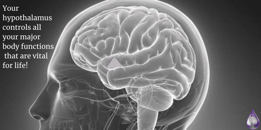 Why You Need to Support Your Hypothalamus?