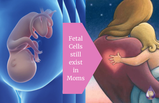 Why fetal cells live in their mothers forever…