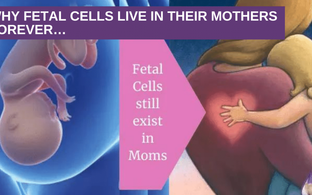 Why fetal cells live in their mothers forever…