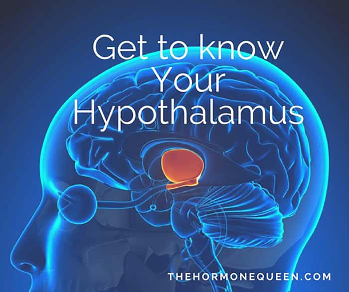 Get to know your hypothalamus