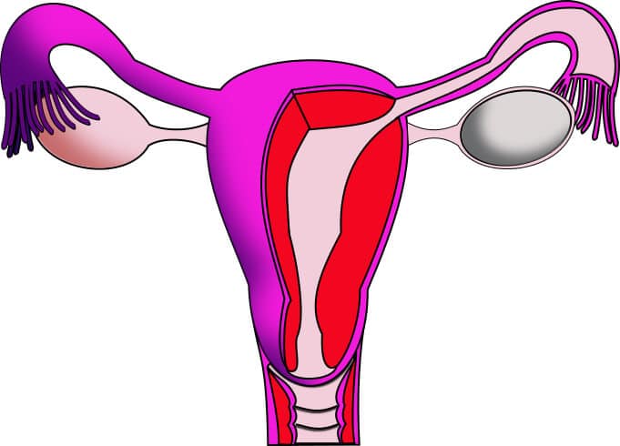 image of uterus Anatomy