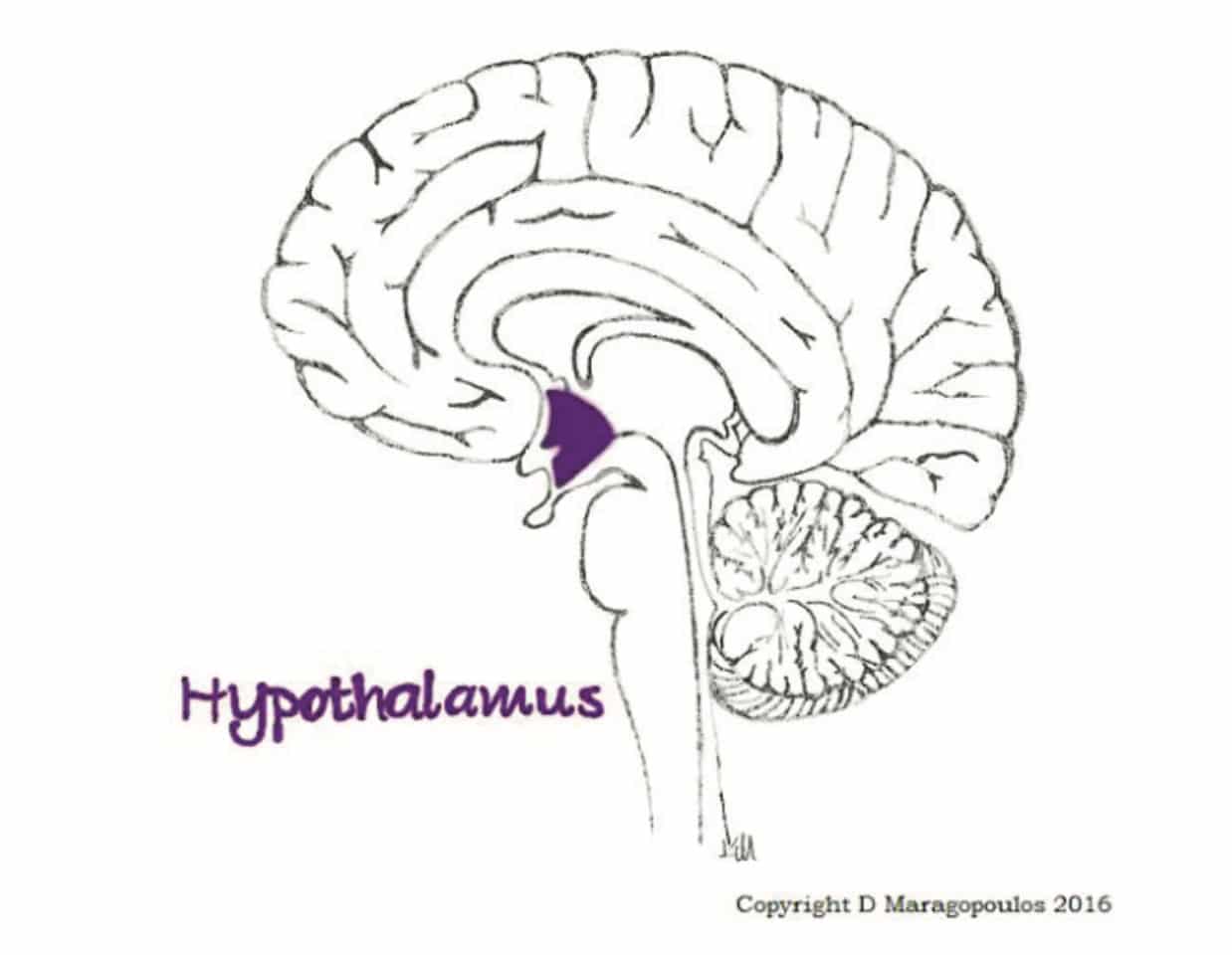 hypothalamus location in the brain