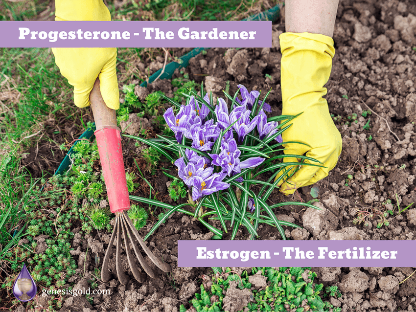 progesterone-the-gardener