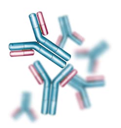 image of antibody genes