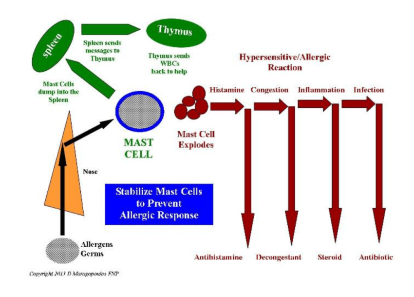 allergy diagram