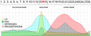 menstrual cycle chart