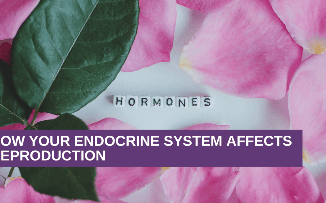 How Your Endocrine System Affects Reproduction