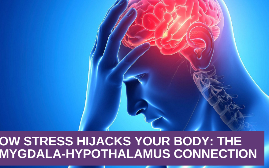 How Stress Hijacks Your Body: The Amygdala-Hypothalamus Connection