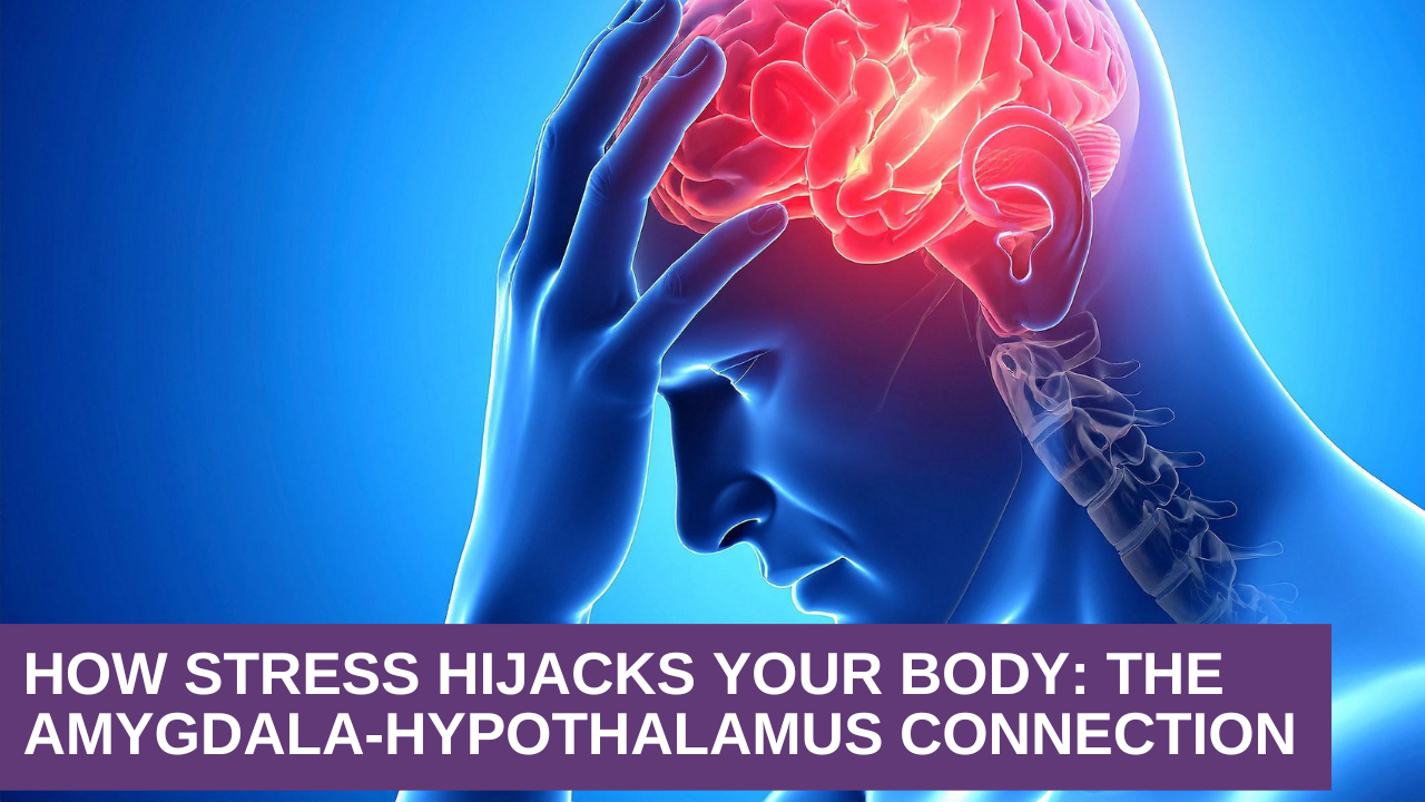 How Stress Hijacks Your Body The Amygdala-Hypothalamus Connection (1) How Stress Hijacks Your Body: The Amygdala-Hypothalamus Connection