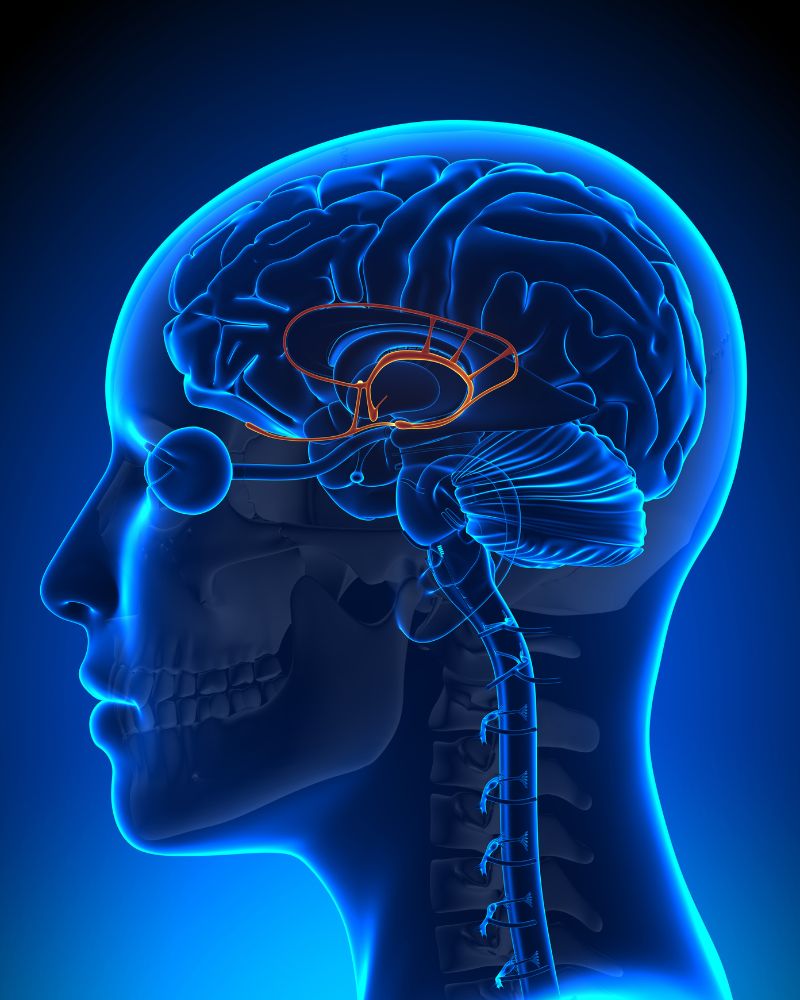 hypothalamus location in the brain and its role in weight gain.