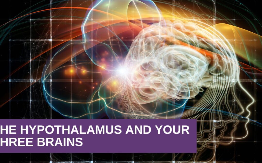 The Hypothalamus and Your Three Brains