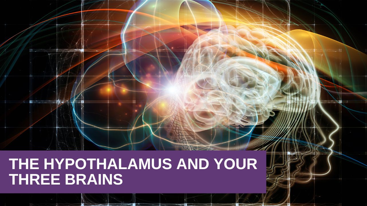 What Does the Hypothalamus Do How It Connects Your Three Brains